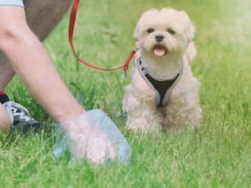 Dog poop pick up