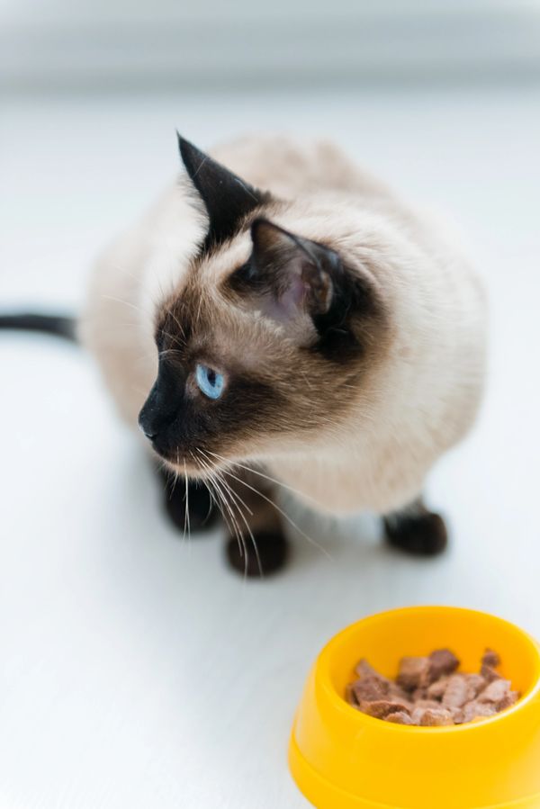 Cat with food dish