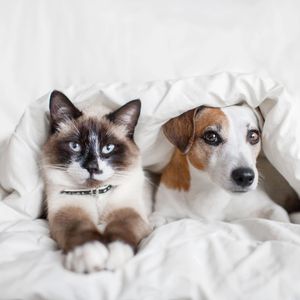Cat & Dog in bed under blanket