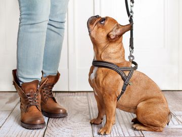 Dog sitting looking up at person waiting to go on a walk