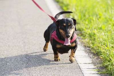 Dog walking on a walk with tongue sitting out