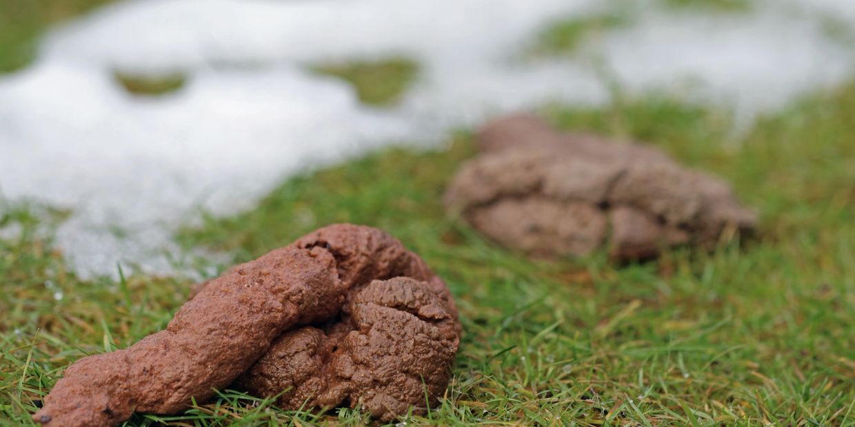 Dog poop after snow melting