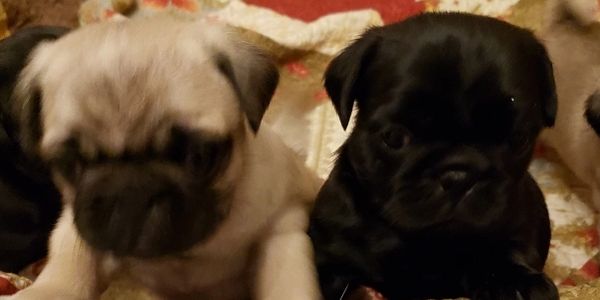 Two of our babies. Contact us for upcoming litters.