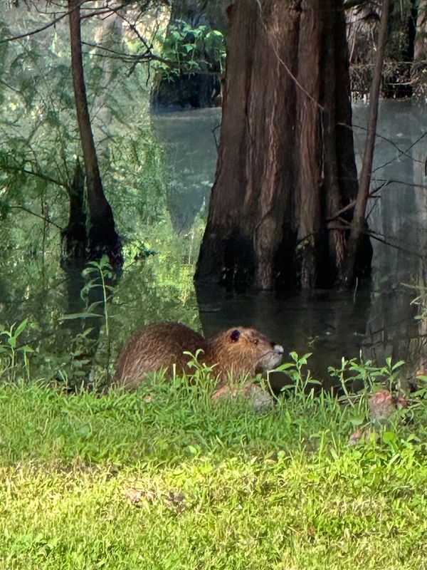 A beaver near water in a lush forest setting.