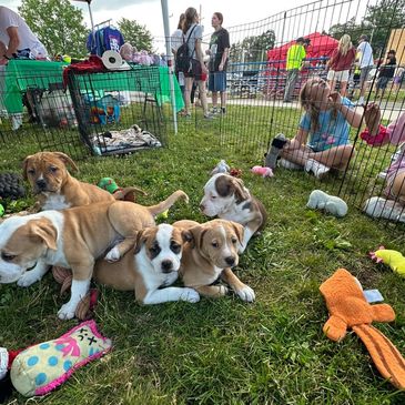 Puppies play together on green grass in a fenced area