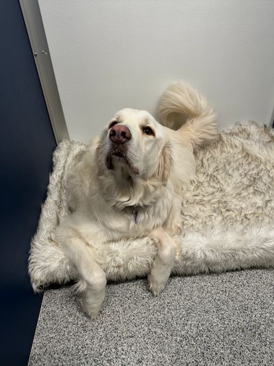 Fluffy white dog resting on a soft, furry blanket indoors.