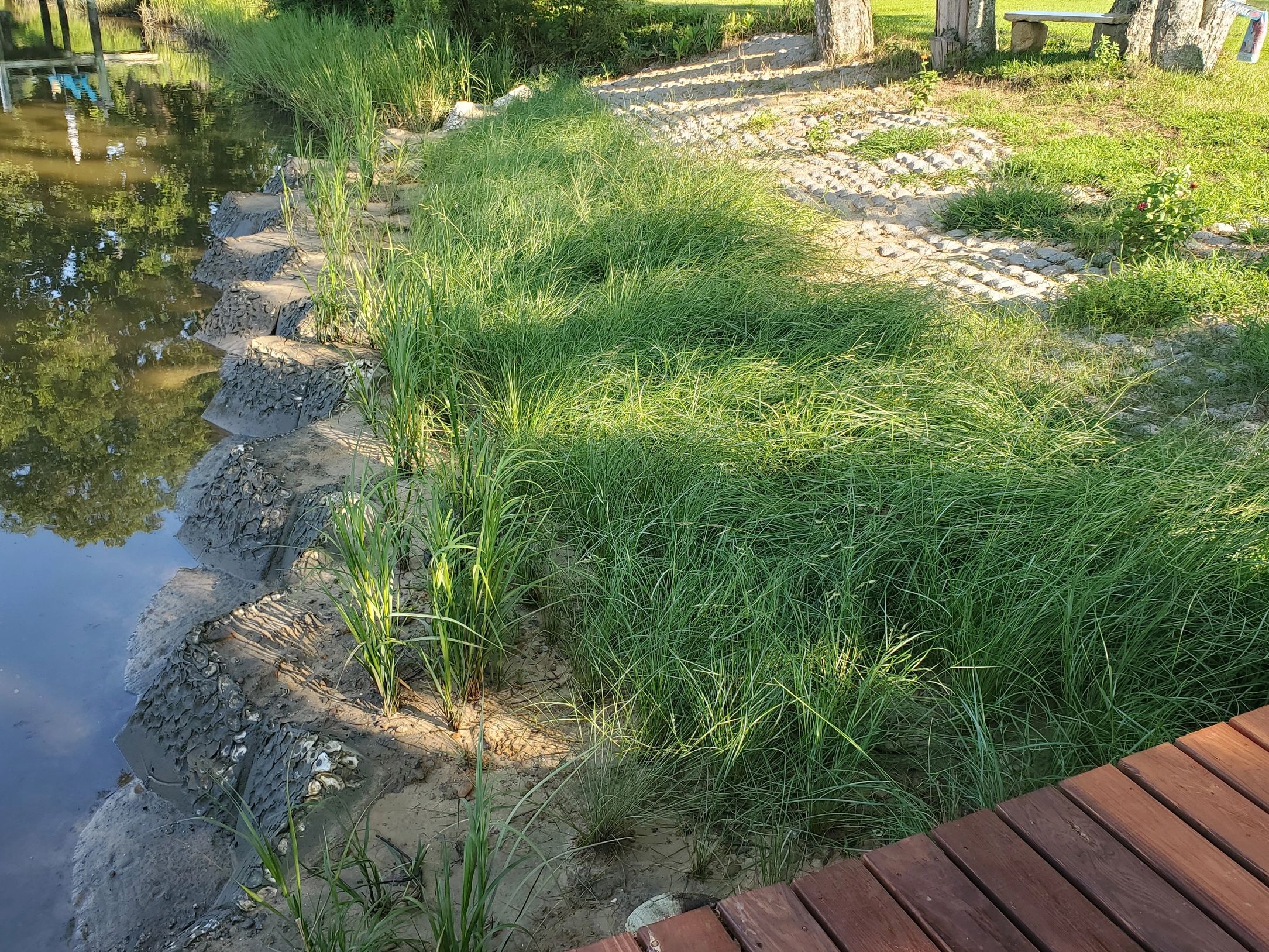 Trees saved, shoreline stablized with Living Oyster Reefs, Living Shoreline at 10:1 slope and Flexam