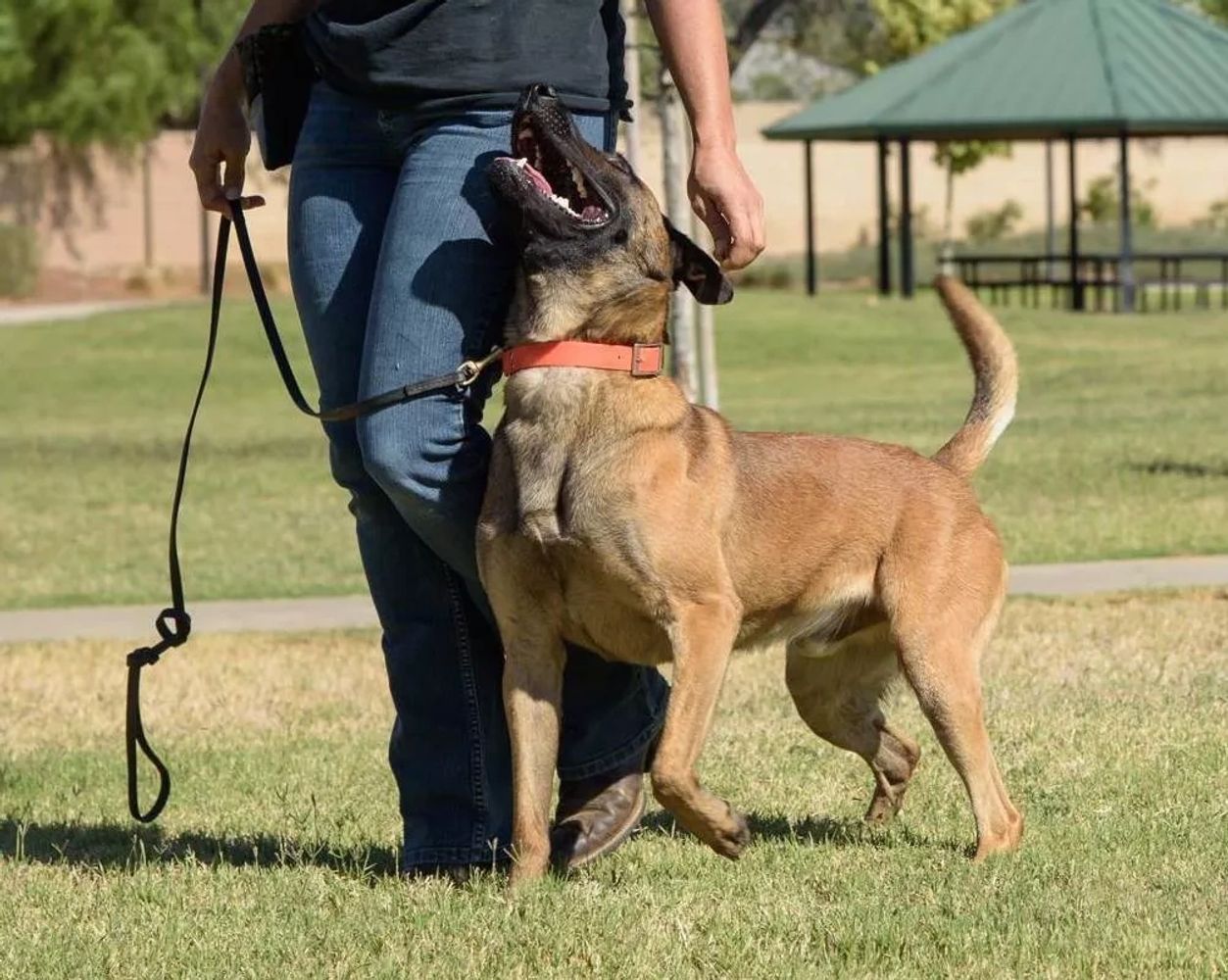 K9, Canine Obedience, Dog Training, Heel, Trainer