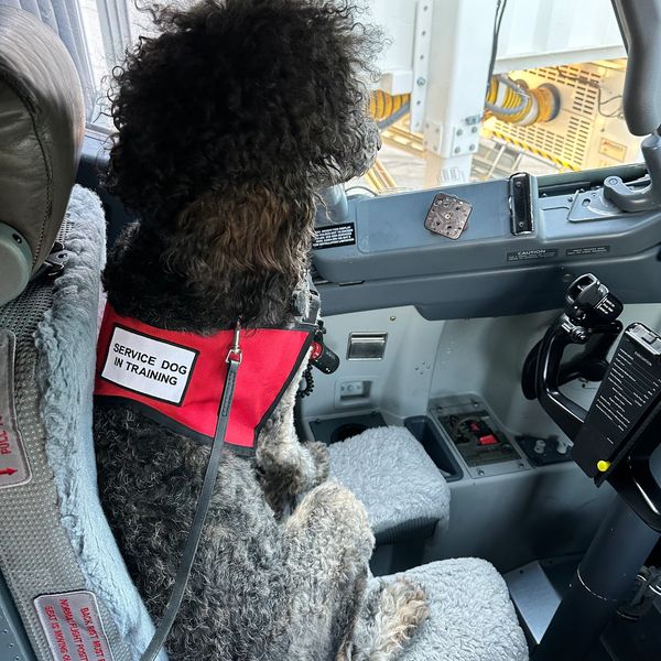 Service Dog, Service Dog Training, Service Dog Public Access, Working Dog, Poodle