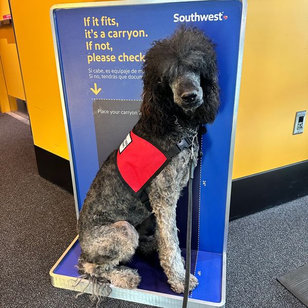 Cardiac Service Dog, Service Dog, Southwest, Airport Access, Service Dog Training