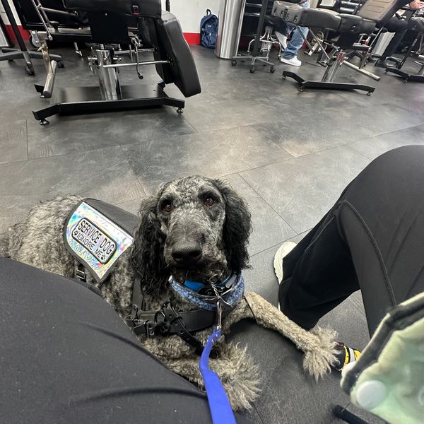Dog working, Service Dog Working, Working Service DOg, Service Dog Trainer, Service Dog Training