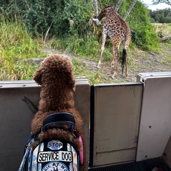 Dog and Zoo, Dog public spaces, dog working, service dog training