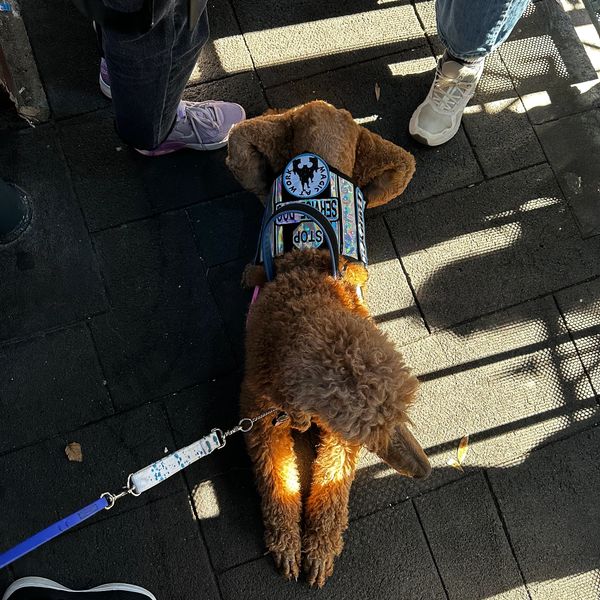 Service Dog, Service Dog Training, Service Dog Public Access, Working Dog, Poodle