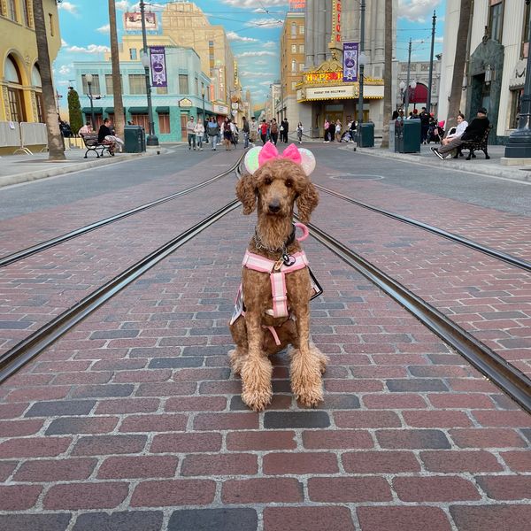 Cardiac Service Dog, Service Dog, Disney, Public Access, Service Dog Training