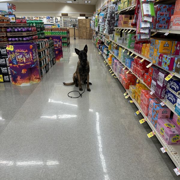 Off-leash dog training, working dog, malinois, phoenix off-leash trainer, phoenix obedience trainer