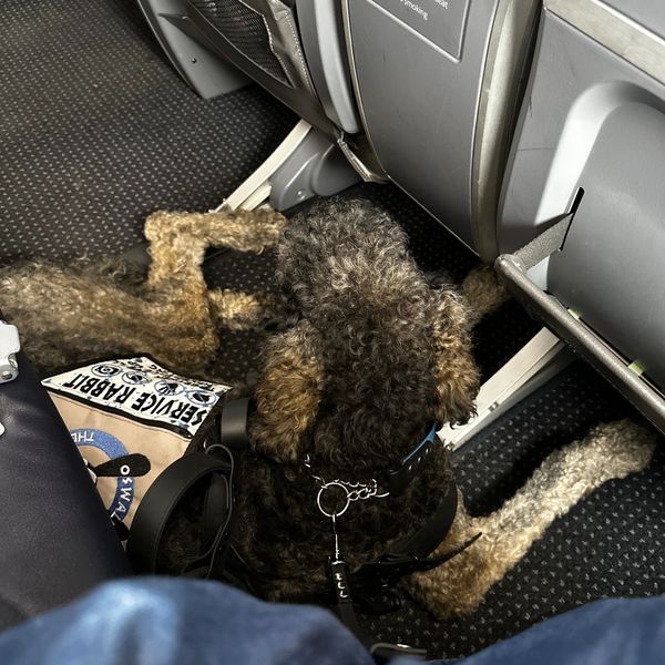 Dog Flying, Dog Airline, Dog Southwest Airline, Dog Delta Airline, Dog American Airlines, Dog Spirit