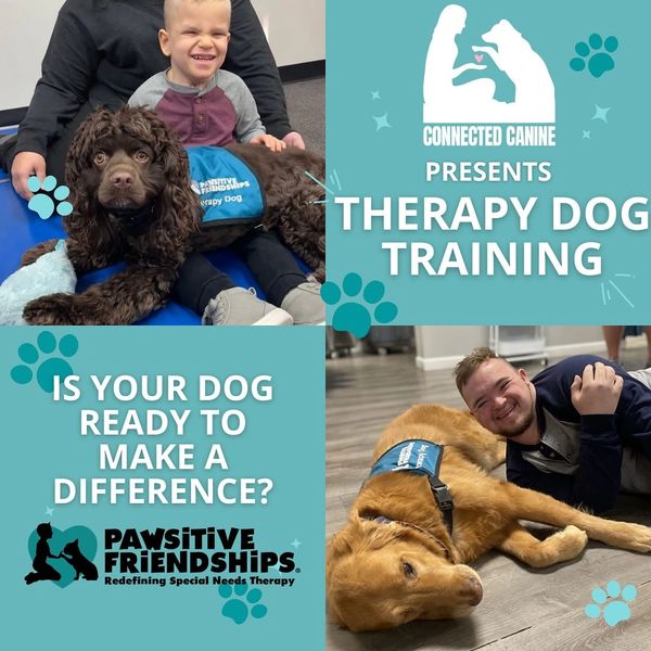 Pawsitive Friendships, Therapy Dog Training, AKC Therapy Dog, Service Dog