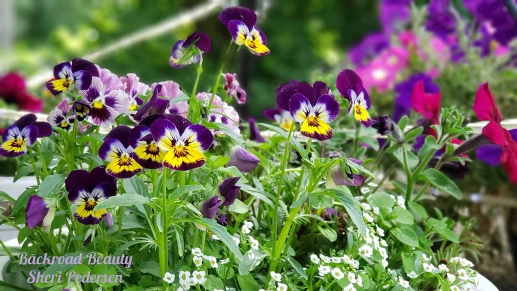 Smiling Pansies 