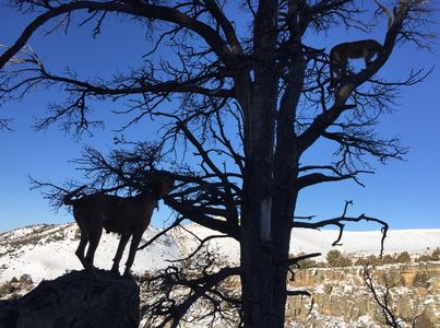 Picture of a hound and a treed mountain lion for a Close Encounters Bowhunts client in Wyoming