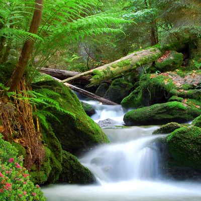 waterfall in the forest