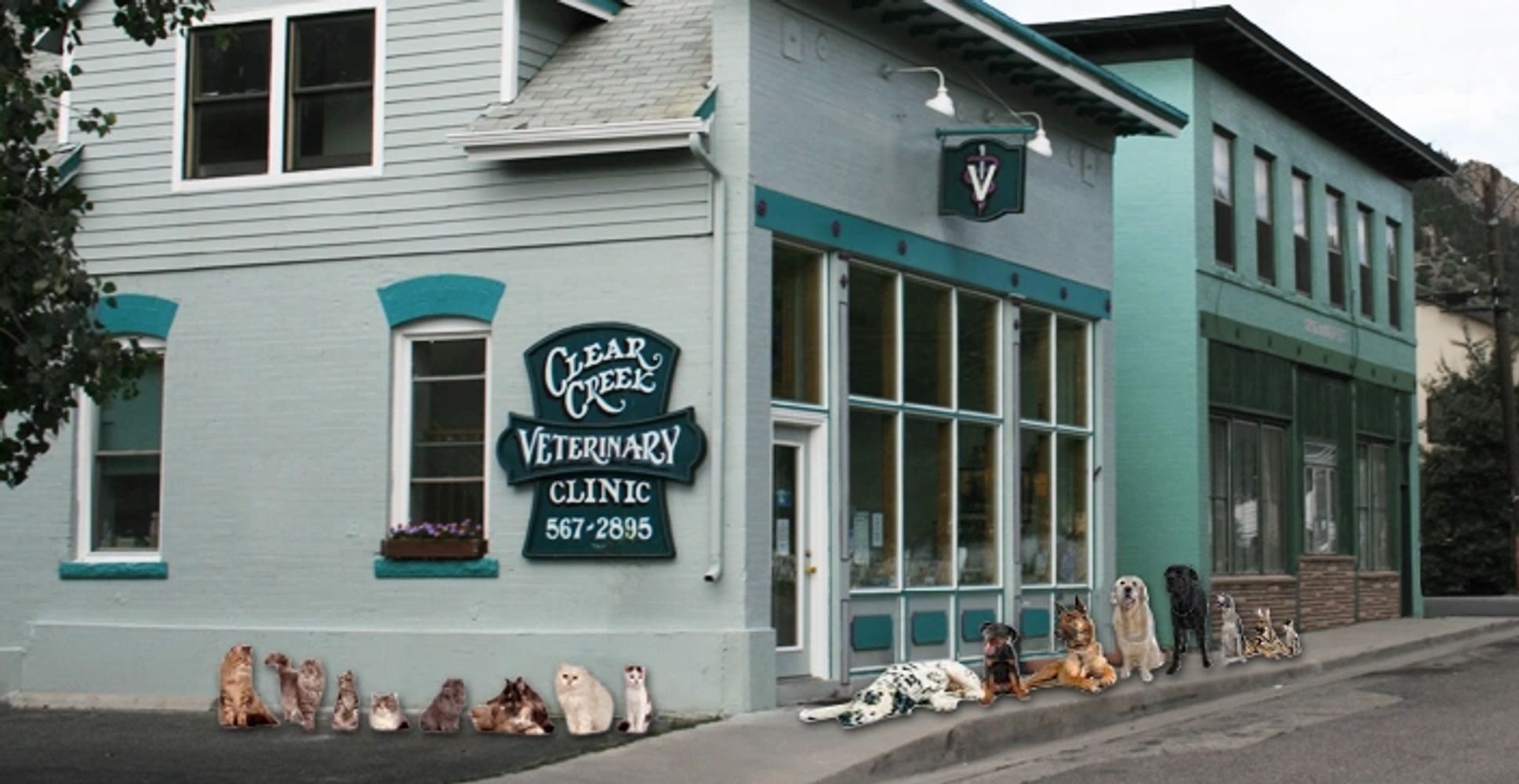 Photo of pets lined up outside Clear Creek Veterinary Clinic in Idaho Springs Colorado