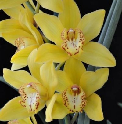 Beautiful orchid plant in yellow