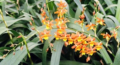 String of orchid pearls