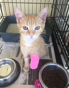 We save injured Kittnes.