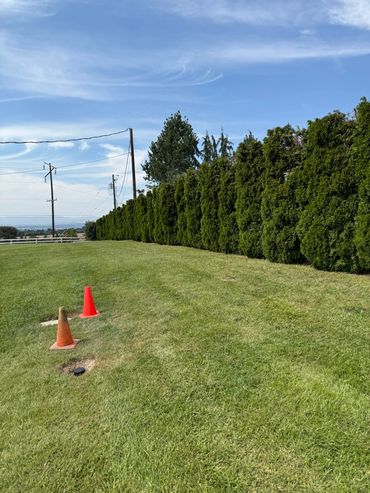 Green lawn with two orange traffic cones and tall bushes under a blue sky.