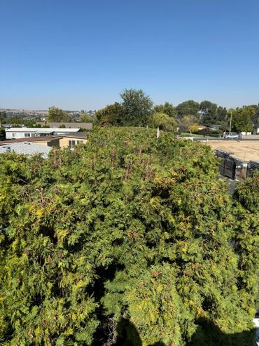 Dense green trees with a clear blue sky above in a suburban area.