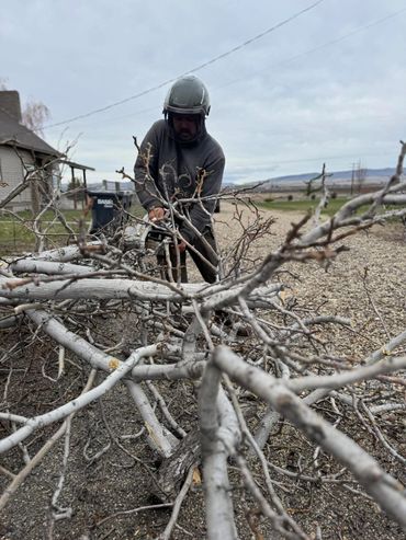 Man cutting tree branches with a chainsaw outdoors.