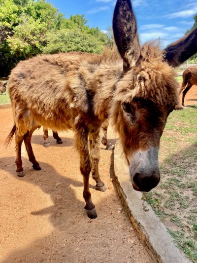 A fluffy brown donkey standing on a pathway.