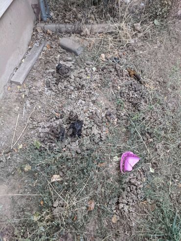 before poop scooping