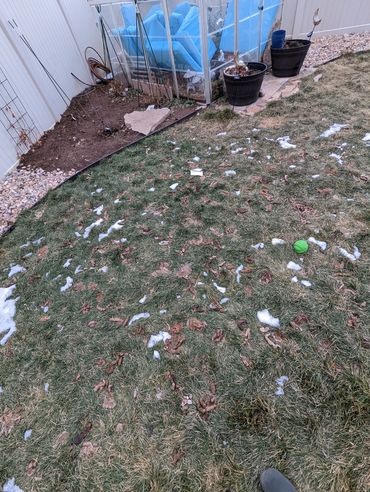 before dog waste removal