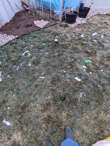 after dog waste removal