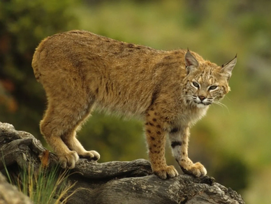 A bob cat pauses on a tree limb in a grassy area in Orange County, CA.