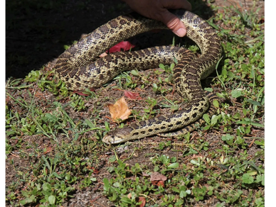 A gopher snake lays on the ground in an open area in Orange County, CA as a man reaches to pick itup