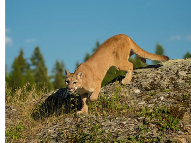 A mountain lion appears over a hillside in rural Orange County, CA and pauses to watch its prey.