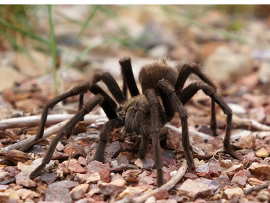 A tarantula stands atop small pebbles in the wilderness of Orange County, CA.