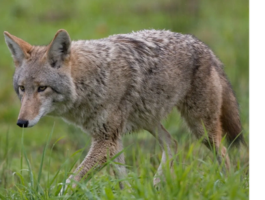 A coyote walks across a grassy meadow in Orange County, CA.