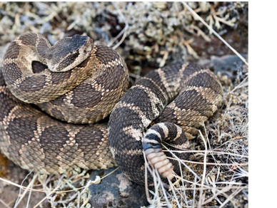 A rattle snake coils up with its rattle exposed among the dry brush of Orange County, CA.