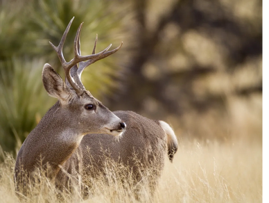 A California mule deer looks across the valley in Orange County.