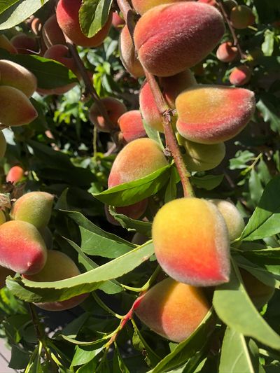 peaches growing on a peach tree