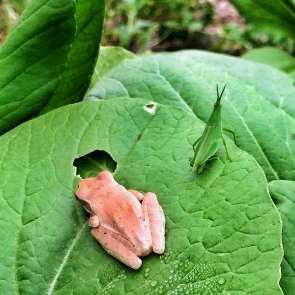 Ecosystem, food forest