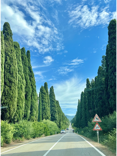 The picturesque road to Bolgheri