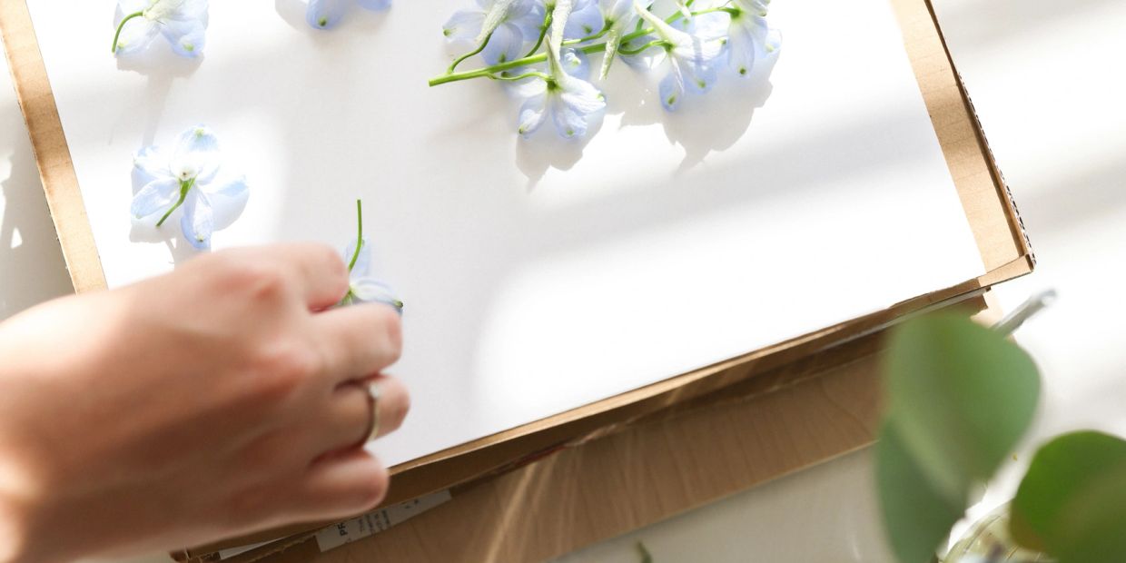 Close up of a hand placing blue delphinium flowers on a sheet of paper in an open flower press.