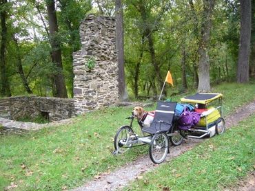Dog harnessed to a loaded bike trailer on a forest path.