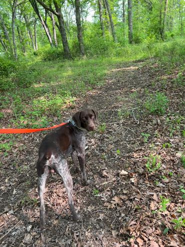 Brown and white dog on a leash in a green forest.