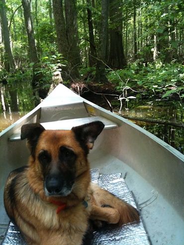 A German Shepherd dog relaxing in a canoe on a calm forest waterway.
