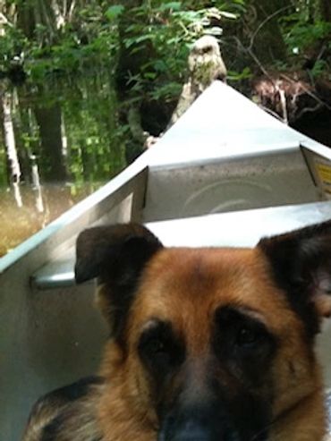 A German Shepherd dog relaxing in a canoe on a calm forest waterway.